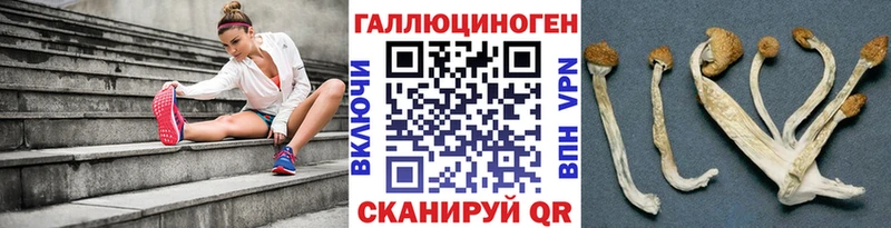 Купить где  Кувшиново  Псилоцибиновые грибы мицелий 